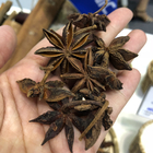 Nouvelle culture Autumn Star Anise Seeds Natural