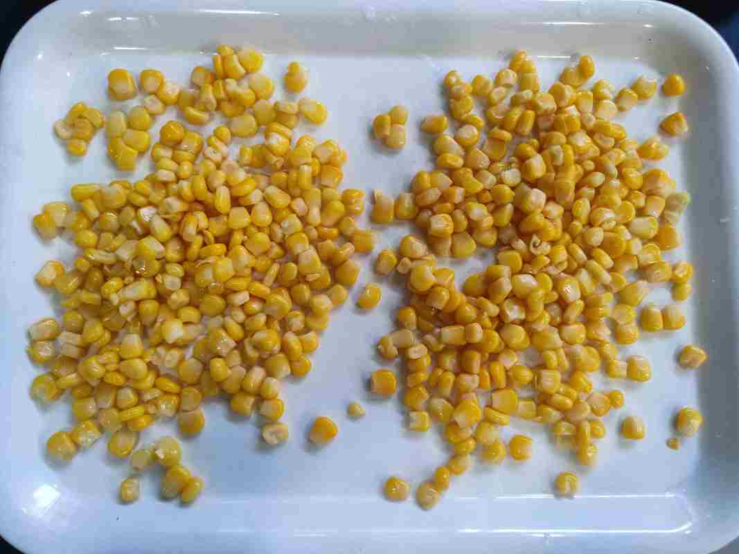 Maïs frais en conserve, maïs doux pour fruits et champignons