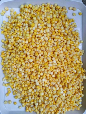 Sélection manuelle de maïs sucré en conserve prêt à être consommé