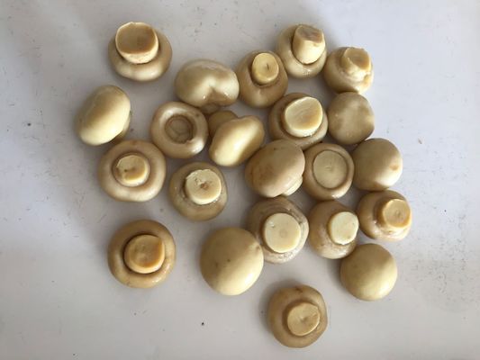 Champignon style champignon légumes en conserve à saveur naturelle pure champignon en conserve champignon pour l'industrie alimentaire